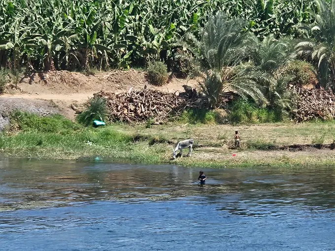 Lush Nile riverbank with palms and village life seen from a Nile cruise